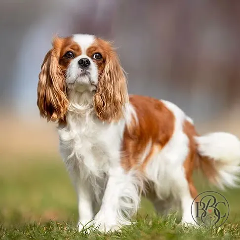 Beau