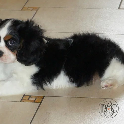 Archie · Tricolor