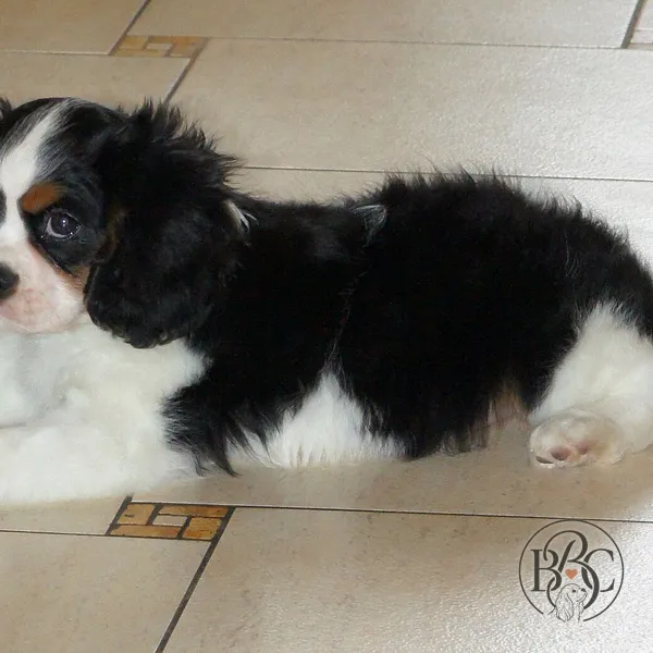 Bailey · Tricolor