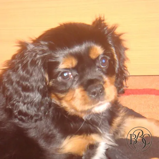 Max · Black & Tan