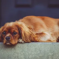 Winston