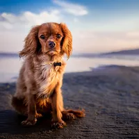 Rosie