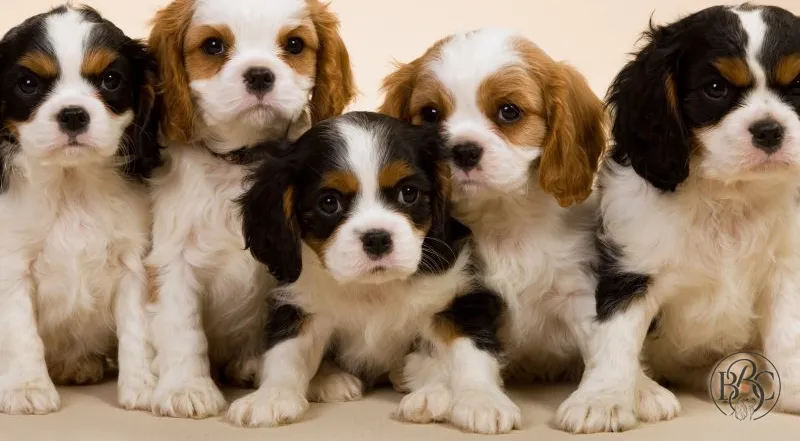 Lil'Tails Cavaliers Cavaliers