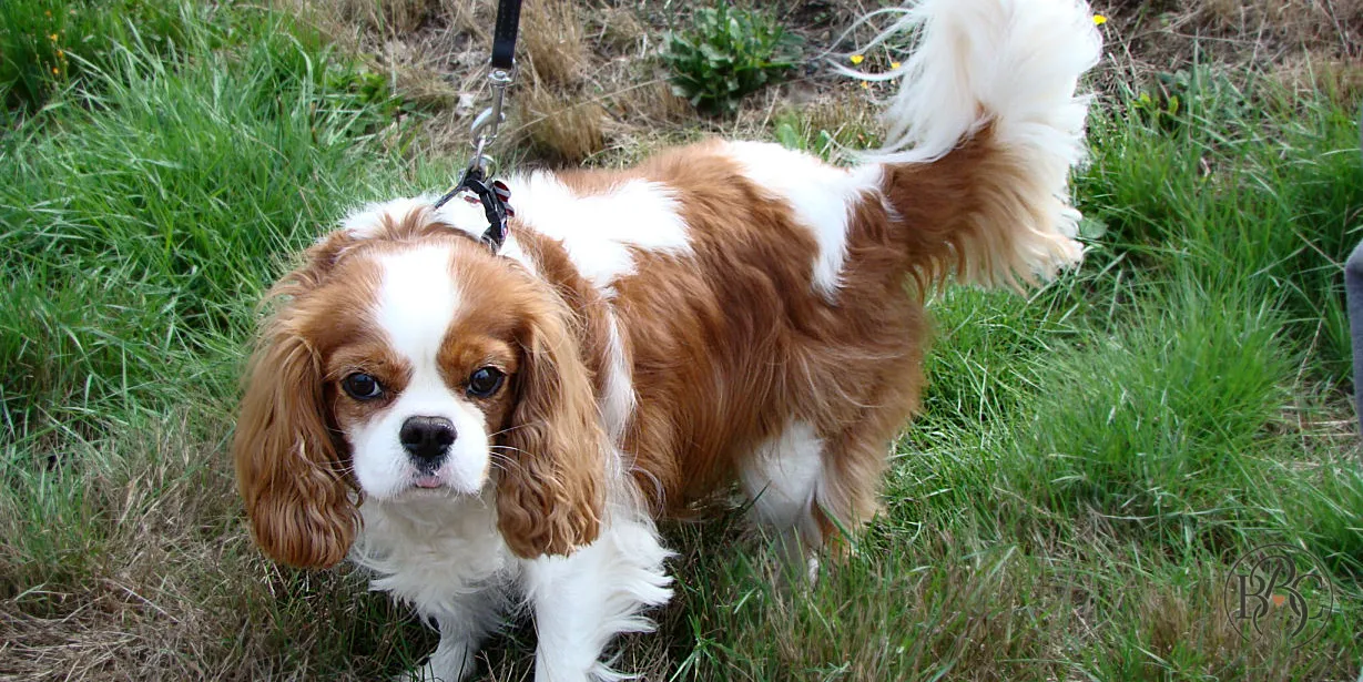 Cavalier King Charles Spaniel