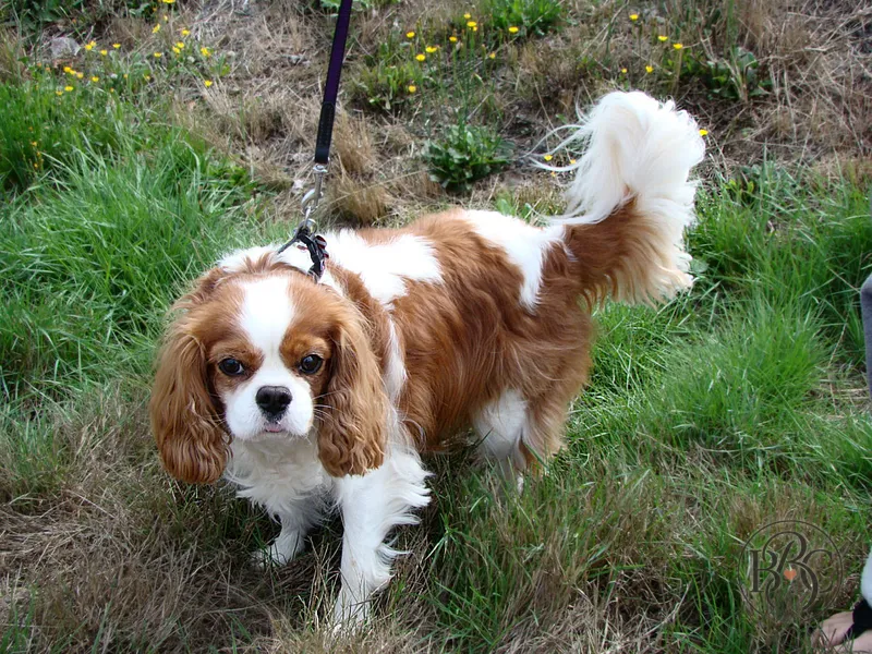 Daisy